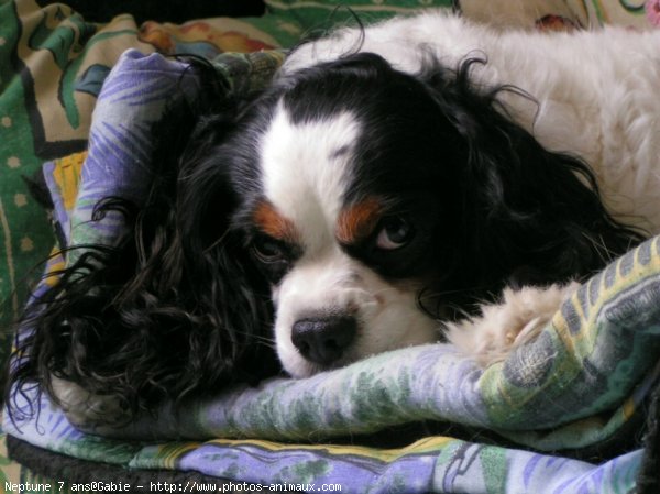 Photo de Cavalier king charles spaniel