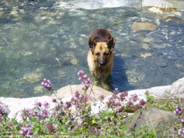 Photo de Berger allemand  poil court