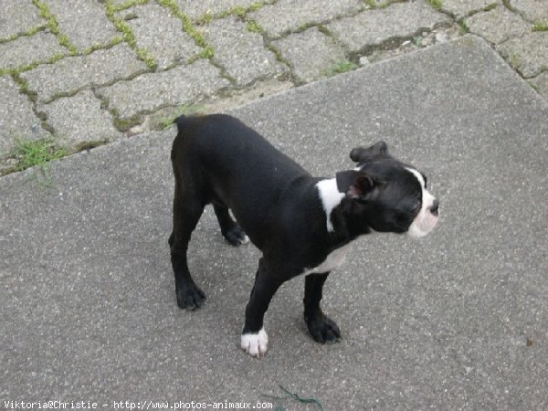 Photo de Boston terrier