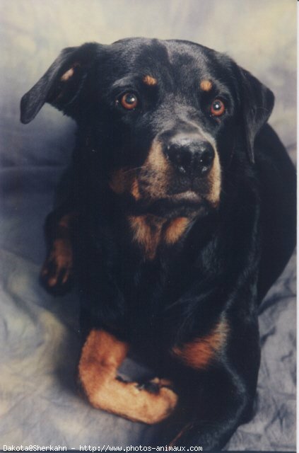 Photo de Rottweiler