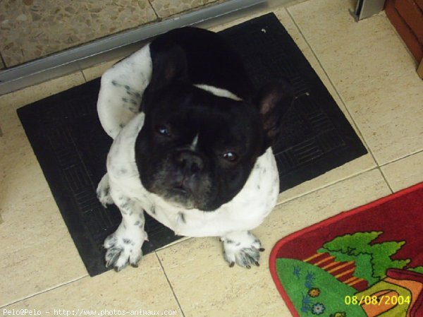 Photo de Bouledogue franais