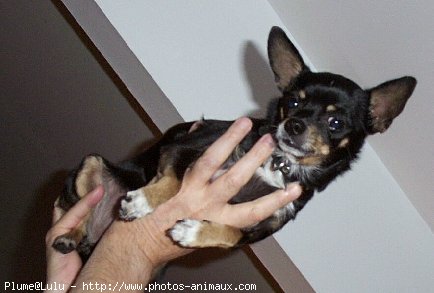 Photo de Chihuahua  poil court