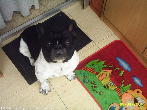 Photo de Bouledogue franais