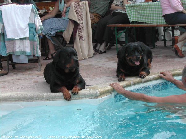 Photo de Rottweiler