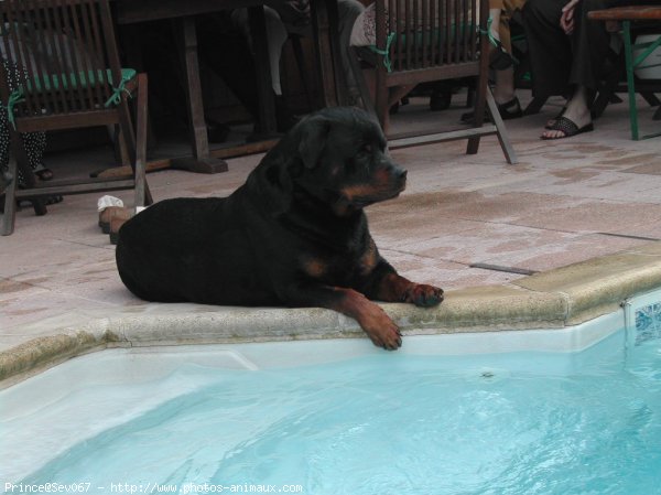 Photo de Rottweiler