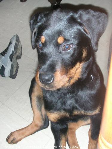 Photo de Rottweiler