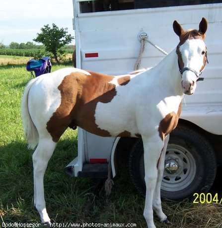 Photo de Paint horse