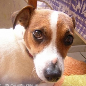 Photo de Jack russell terrier