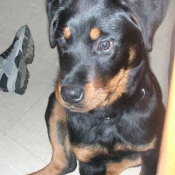 Photo de Rottweiler