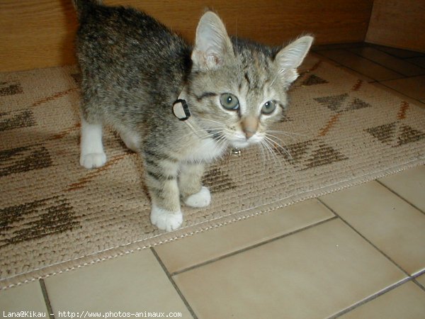 Photo de Chat domestique