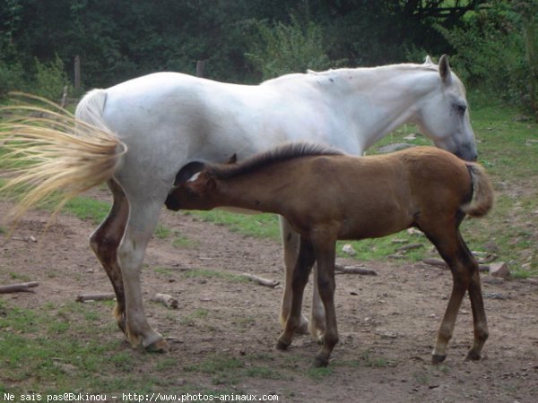 Photo de Races diffrentes