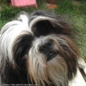 Photo de Shih tzu