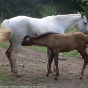 Photo de Races diffrentes