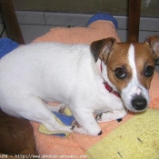 Photo de Jack russell terrier