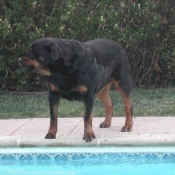 Photo de Rottweiler