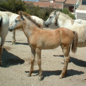 Photo de Camargue