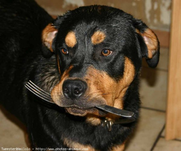 Photo de Rottweiler