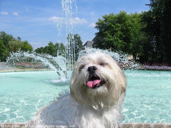 Photo de Lhassa apso