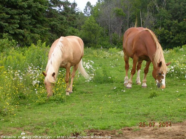 Photo de Races diffrentes