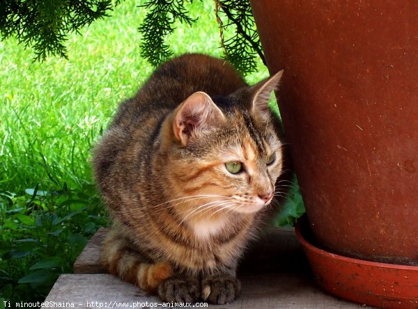 Photo de Chat domestique