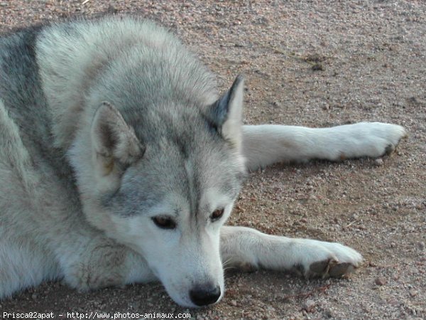 Photo de Husky siberien