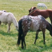 Photo d'Appaloosa