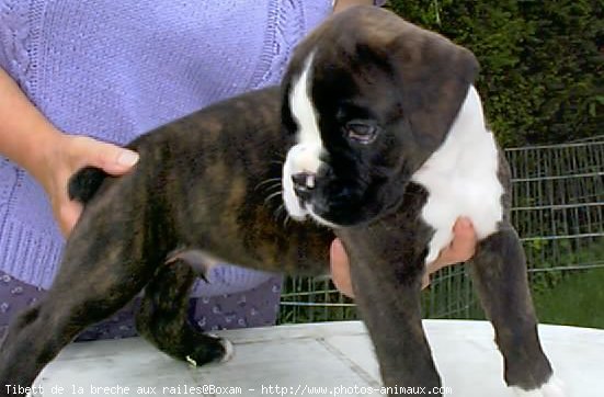 Photo de Boxer