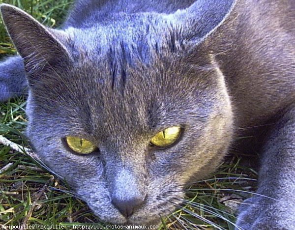 Photo de Chat domestique