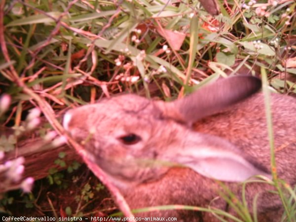 Photo de Lapin