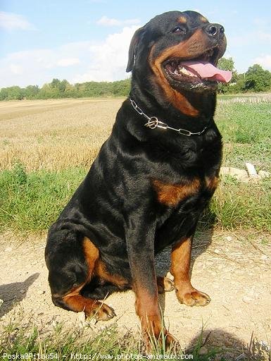 Photo de Rottweiler