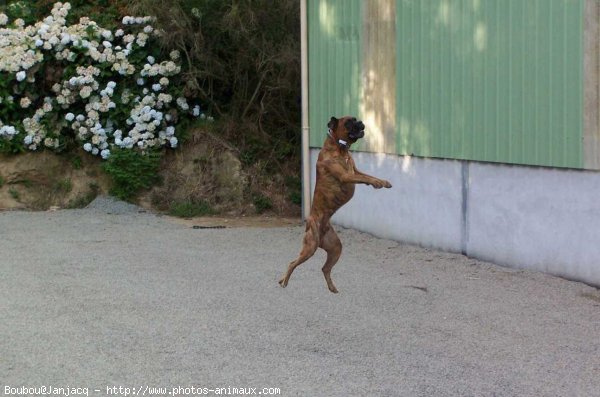 Photo de Boxer