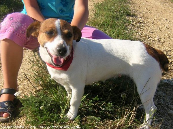 Photo de Jack russell terrier