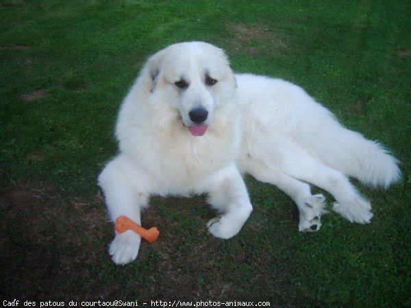 Photo de Chien de montagne des pyrnes