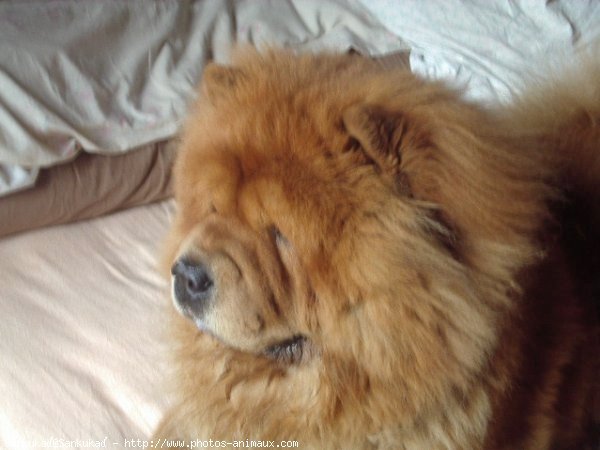 Photo de Chow chow