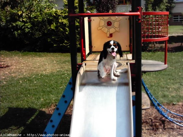 Photo de Cavalier king charles spaniel