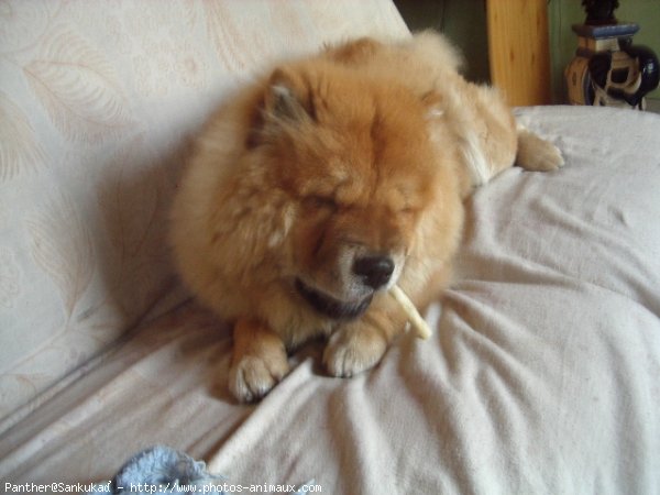 Photo de Chow chow