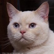 Photo de British shorthair