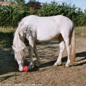 Photo de Races diffrentes