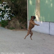 Photo de Boxer