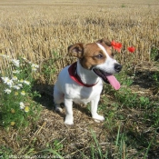 Photo de Jack russell terrier