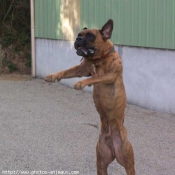 Photo de Boxer