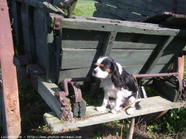 Photo de Cavalier king charles spaniel