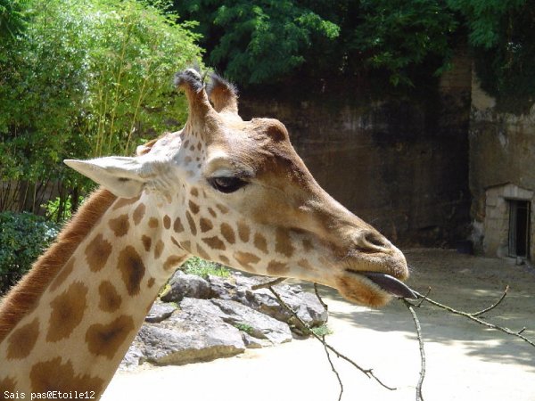 Photo de Girafe