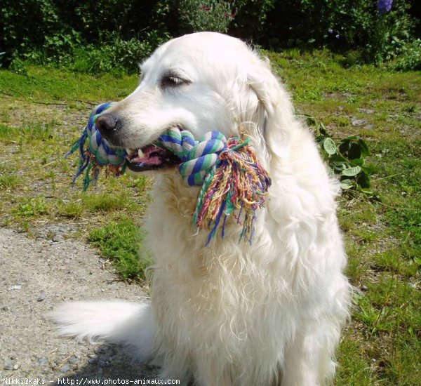 Photo de Golden retriever