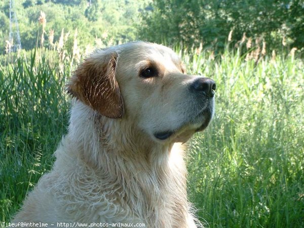 Photo de Golden retriever