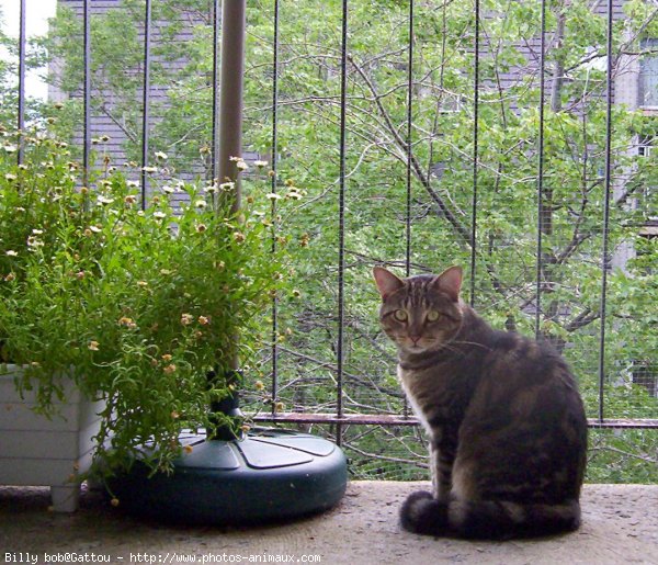 Photo de Chat domestique