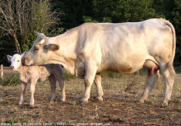 Photo De Vache Maman Vache Et Bebe N Sur Photos Animaux Com