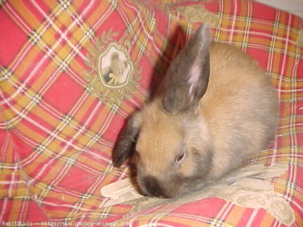 Photo de Lapin