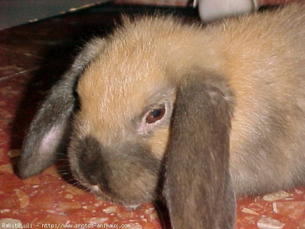 Photo de Lapin