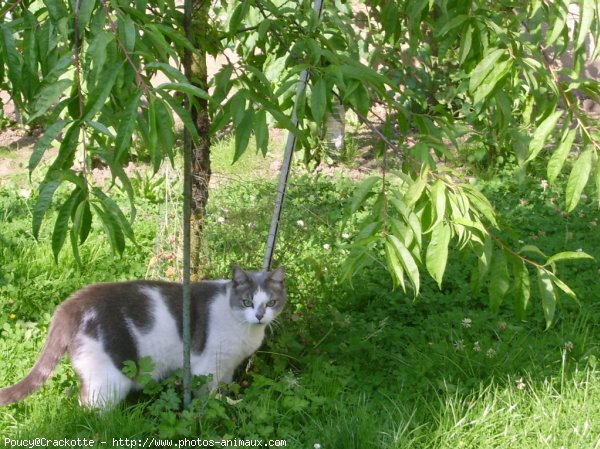 Photo de Chat domestique